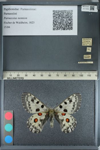 Media type: image;   Entomology 174956